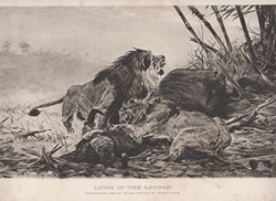 Lions in the Lagoon